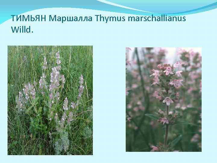 ТИМЬЯН Маршалла Thymus marschallianus Willd. 