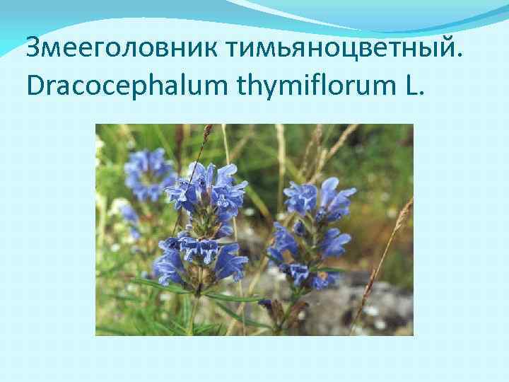 Змееголовник тимьяноцветный. Dracocephalum thymiflorum L. 