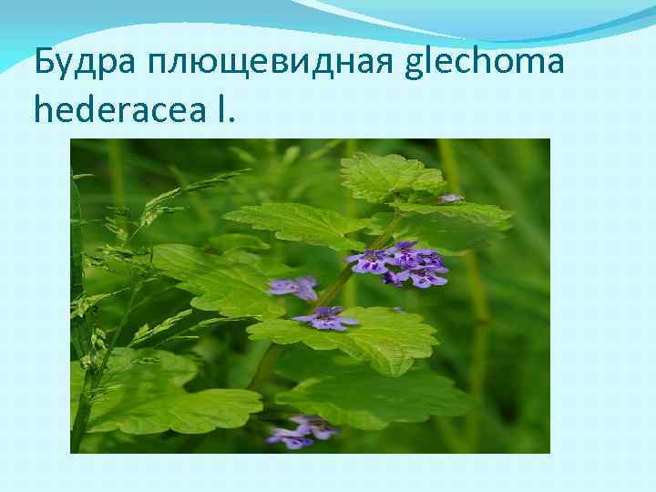 Будра плющевидная glechoma hederacea l. 