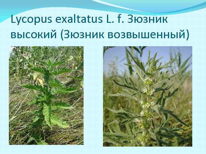 Lycopus exaltatus L. f. Зюзник высокий (Зюзник возвышенный) 