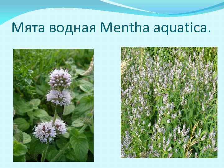 Мята водная Mentha aquatica. 