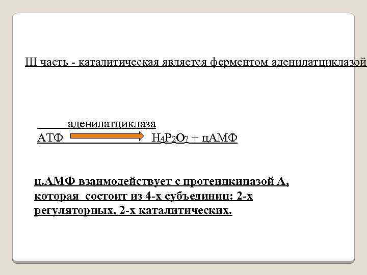 III часть - каталитическая является ферментом аденилатциклазой аденилатциклаза АТФ Н 4 Р 2 О