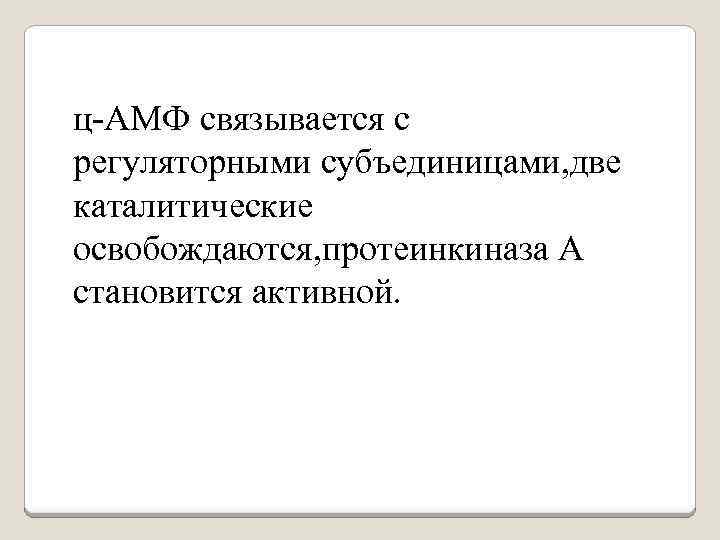 ц-АМФ связывается с регуляторными субъединицами, две каталитические освобождаются, протеинкиназа А становится активной. 
