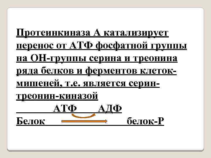 Протеинкиназа А катализирует перенос от АТФ фосфатной группы на ОН-группы серина и треонина ряда