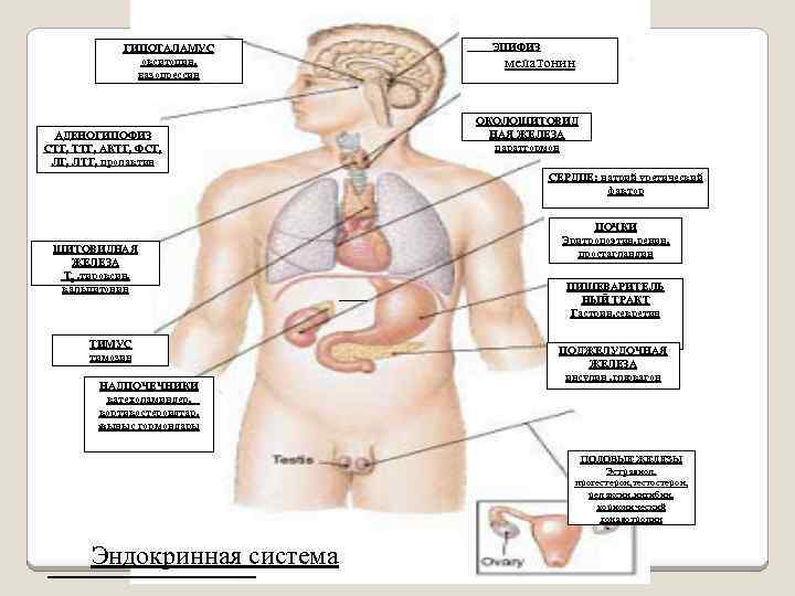 ГИПОТАЛАМУС окситоцин, вазопрессин АДЕНОГИПОФИЗ СТГ, ТТГ, АКТГ, ФСГ, ЛТГ, пролактин ЭПИФИЗ мелатонин ОКОЛОЩИТОВИД НАЯ