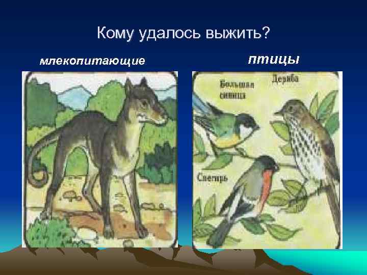 Кому удалось выжить? млекопитающие птицы 