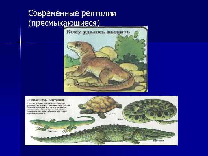 Современные рептилии (пресмыкающиеся) 