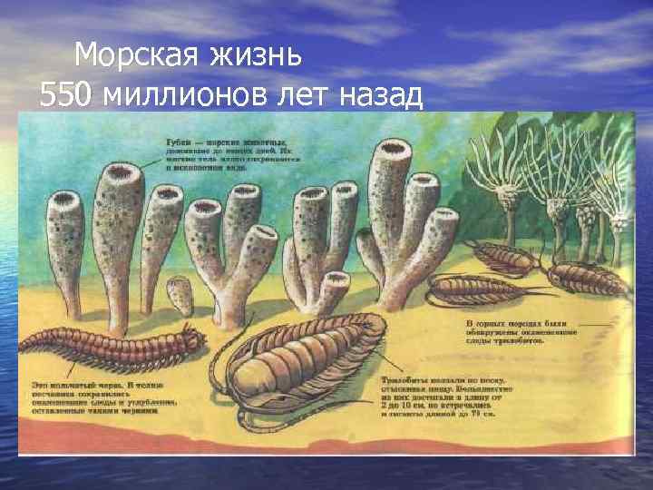 Морская жизнь 550 миллионов лет назад 