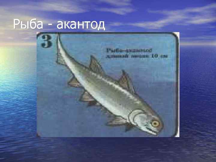 Рыба - акантод 
