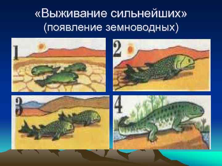  «Выживание сильнейших» (появление земноводных) 