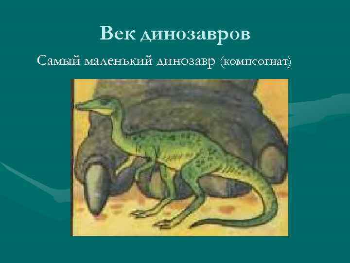 Век динозавров Самый маленький динозавр (компсогнат) 