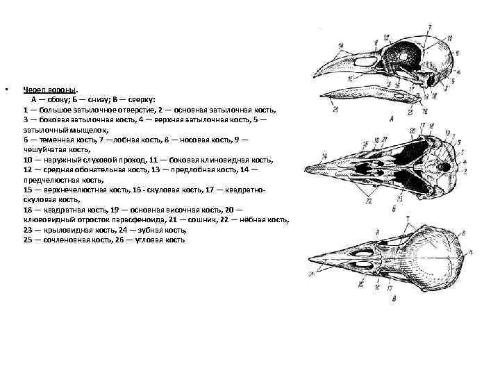  • Череп вороны. А — сбоку; Б — снизу; В — сверху: 1