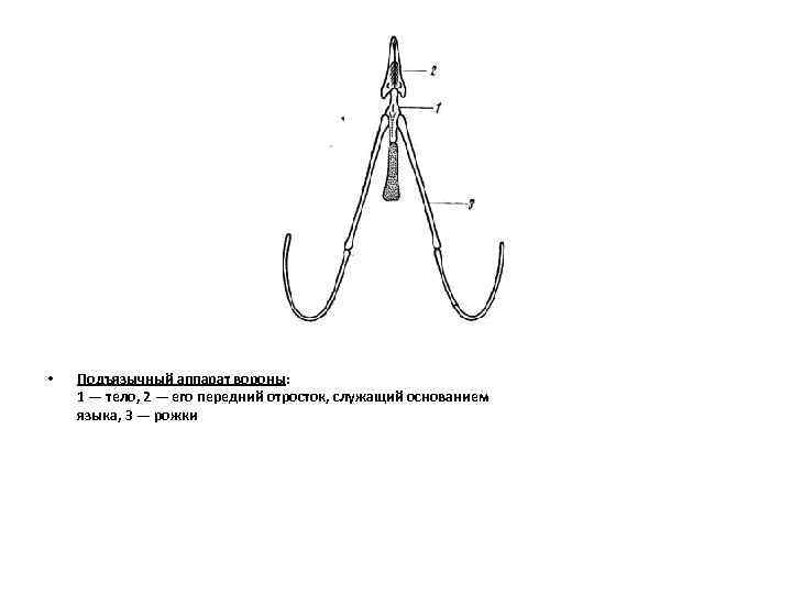  • Подъязычный аппарат вороны: 1 — тело, 2 — его передний отросток, служащий