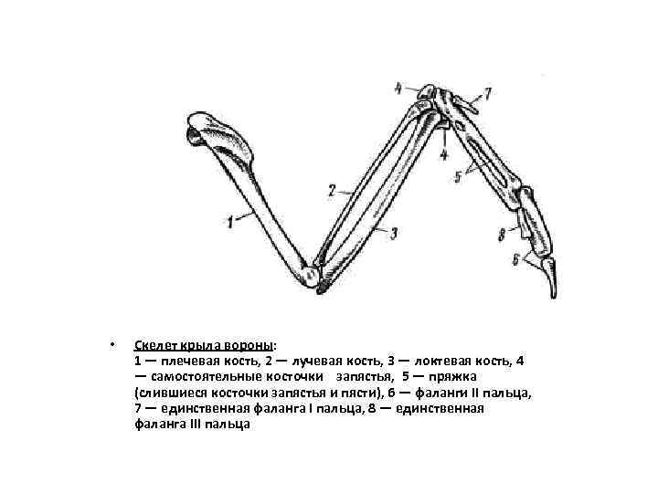  • Скелет крыла вороны: 1 — плечевая кость, 2 — лучевая кость, 3