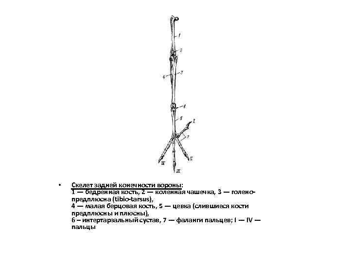  • Скелет задней конечности вороны: 1 — бедренная кость, 2 — коленная чашечка,