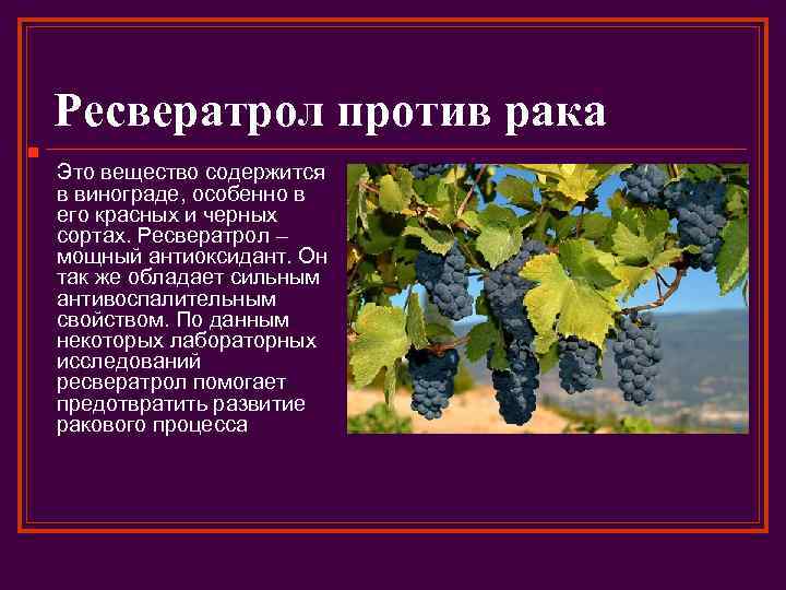 Ресвератрол против рака n Это вещество содержится в винограде, особенно в его красных и