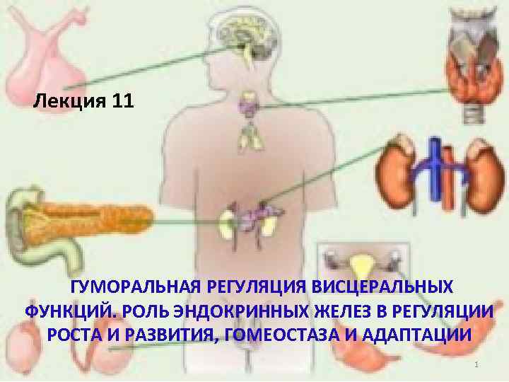 Лекция 11 ГУМОРАЛЬНАЯ РЕГУЛЯЦИЯ ВИСЦЕРАЛЬНЫХ ФУНКЦИЙ. РОЛЬ ЭНДОКРИННЫХ ЖЕЛЕЗ В РЕГУЛЯЦИИ РОСТА И РАЗВИТИЯ,
