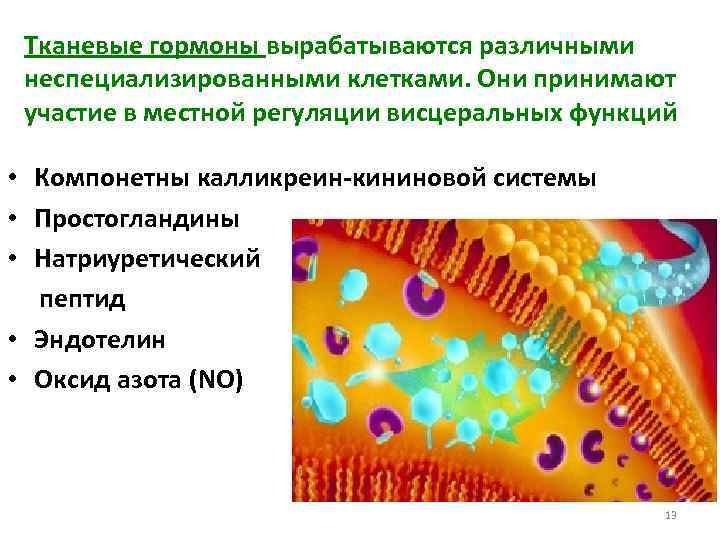 Тканевые гормоны вырабатываются различными неспециализированными клетками. Они принимают участие в местной регуляции висцеральных функций