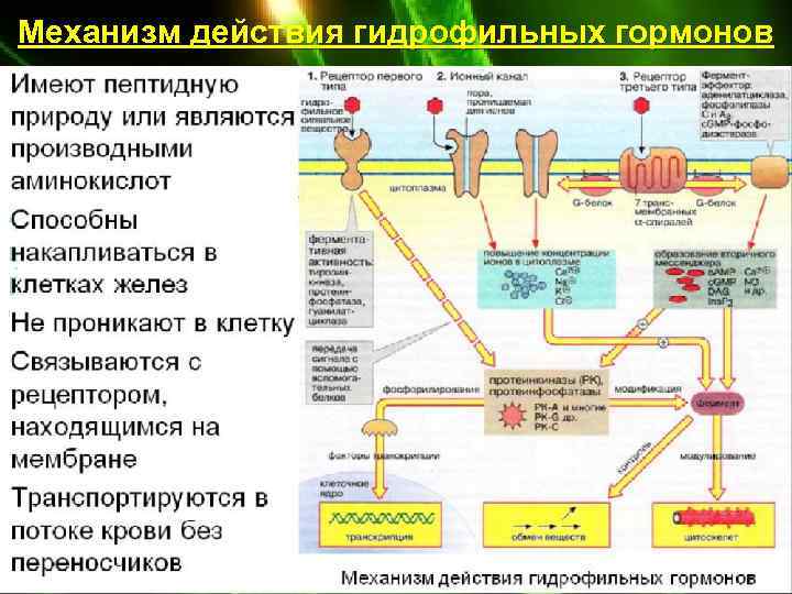 Механизм действия гидрофильных гормонов 