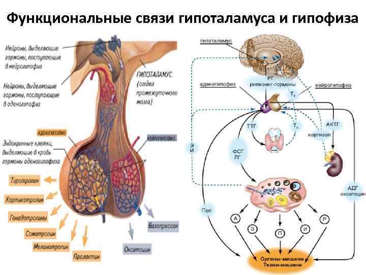 Функциональные связи гипоталамуса и гипофиза 23 