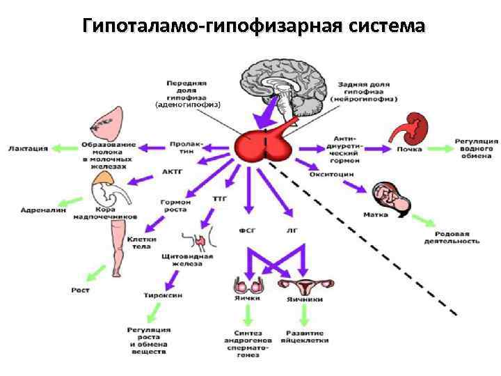Гипоталамо-гипофизарная система 25 