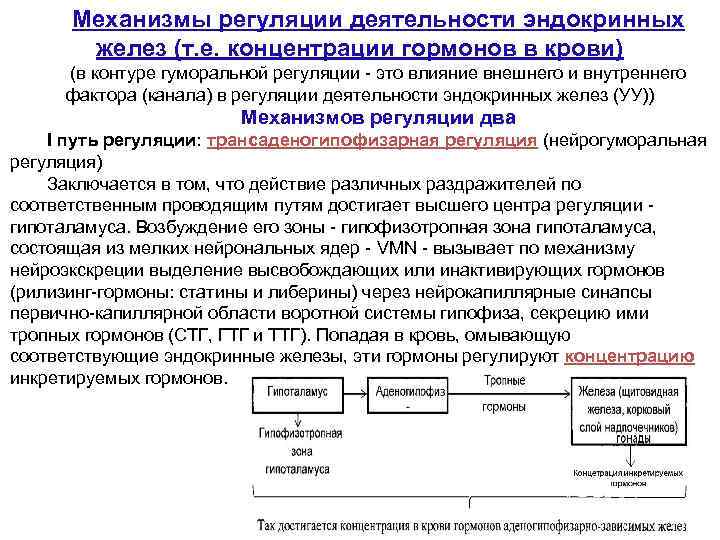 Механизмы регуляции деятельности эндокринных желез (т. е. концентрации гормонов в крови) (в контуре гуморальной