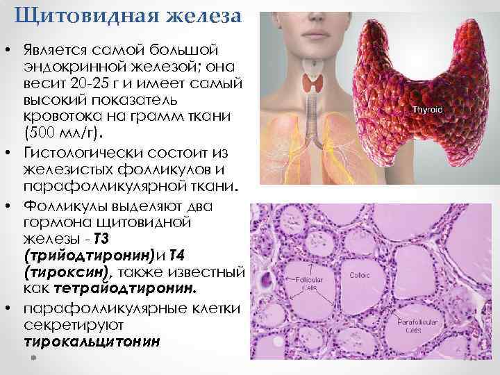 Щитовидная железа • Является самой большой эндокринной железой; она весит 20 -25 г и