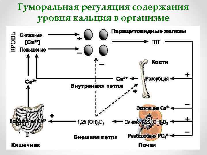Гуморальная регуляция содержания уровня кальция в организме 32 