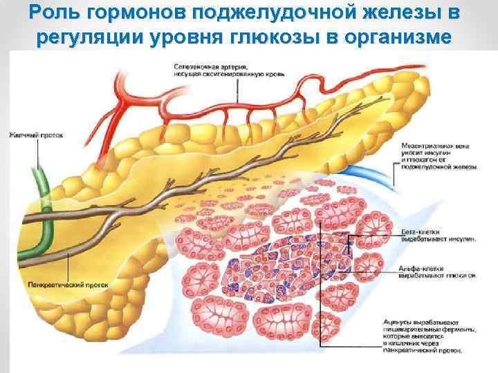 Роль гормонов поджелудочной железы в регуляции уровня глюкозы в организме 34 