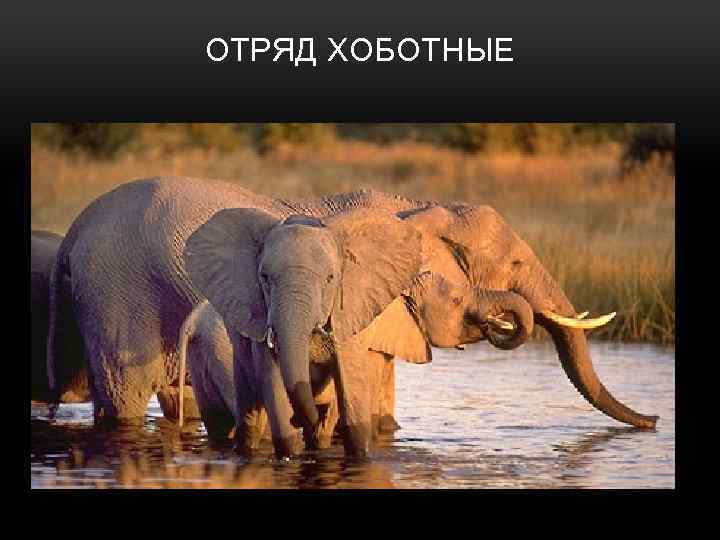 ОТРЯД ХОБОТНЫЕ 