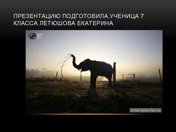 ПРЕЗЕНТАЦИЮ ПОДГОТОВИЛА УЧЕНИЦА 7 КЛАССА ЛЕТЮШОВА ЕКАТЕРИНА 