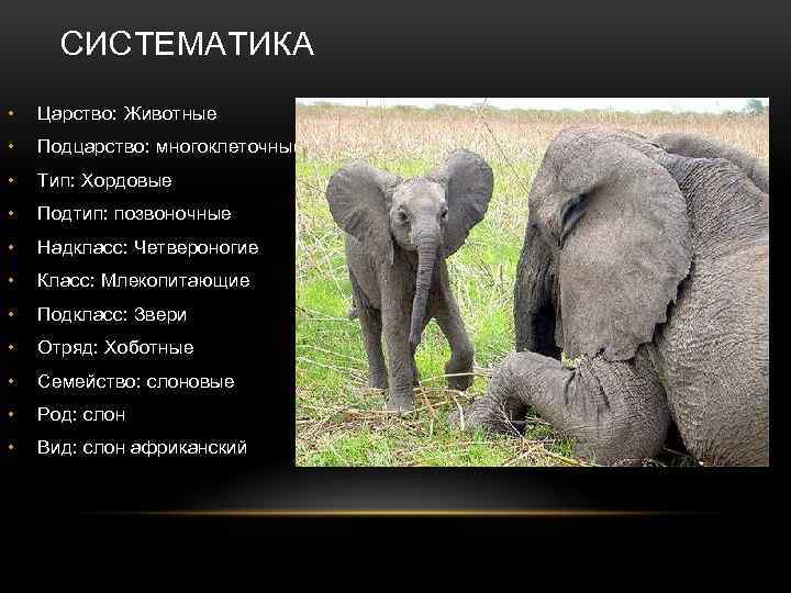 СИСТЕМАТИКА • Царство: Животные • Подцарство: многоклеточные • Тип: Хордовые • Подтип: позвоночные •