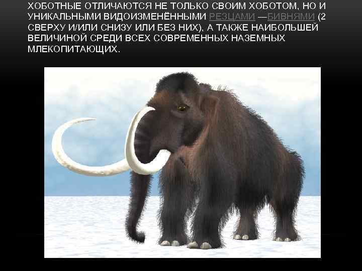 ХОБОТНЫЕ ОТЛИЧАЮТСЯ НЕ ТОЛЬКО СВОИМ ХОБОТОМ, НО И УНИКАЛЬНЫМИ ВИДОИЗМЕНЁННЫМИ РЕЗЦАМИ —БИВНЯМИ (2 СВЕРХУ