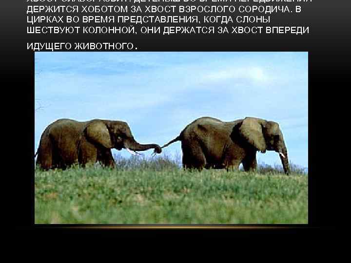 ХВОСТ СЛАБОРАЗВИТ. ДЕТЁНЫШ ВО ВРЕМЯ ПЕРЕДВИЖЕНИЯ ДЕРЖИТСЯ ХОБОТОМ ЗА ХВОСТ ВЗРОСЛОГО СОРОДИЧА. В ЦИРКАХ