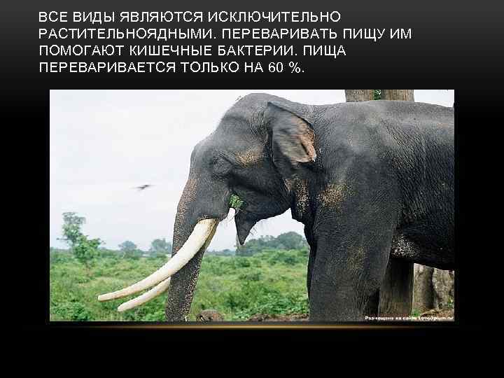 ВСЕ ВИДЫ ЯВЛЯЮТСЯ ИСКЛЮЧИТЕЛЬНО РАСТИТЕЛЬНОЯДНЫМИ. ПЕРЕВАРИВАТЬ ПИЩУ ИМ ПОМОГАЮТ КИШЕЧНЫЕ БАКТЕРИИ. ПИЩА ПЕРЕВАРИВАЕТСЯ ТОЛЬКО