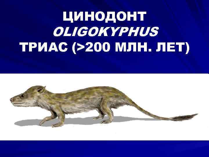 ЦИНОДОНТ OLIGOKYPHUS ТРИАС (>200 МЛН. ЛЕТ) 