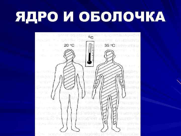 ЯДРО И ОБОЛОЧКА 