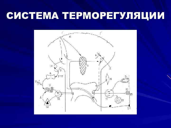 СИСТЕМА ТЕРМОРЕГУЛЯЦИИ 