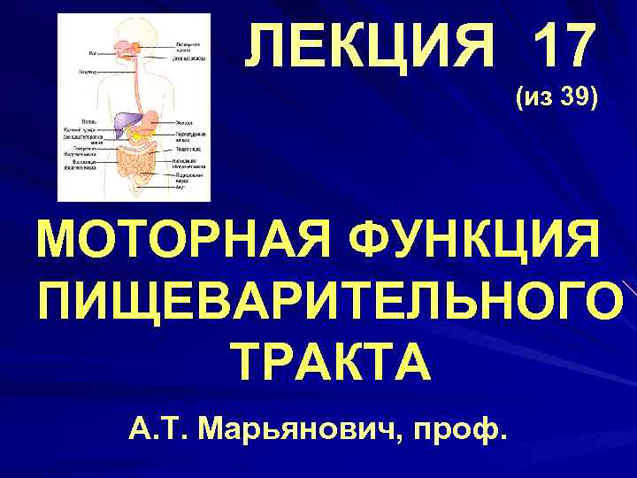 Функции слоев стенок пищеварительного тракта