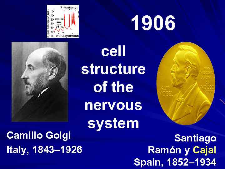 1906 cell structure of the nervous system Camillo Golgi Italy, 1843– 1926 Santiago Ramón