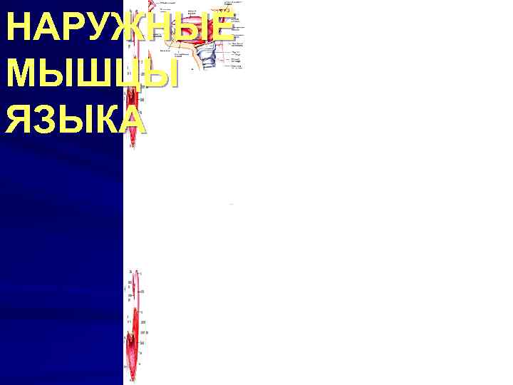 НАРУЖНЫЕ МЫШЦЫ ЯЗЫКА 