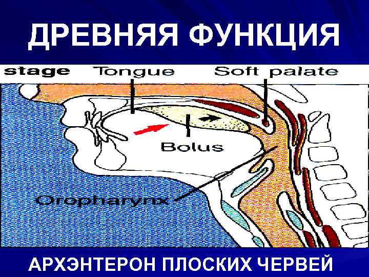 ДРЕВНЯЯ ФУНКЦИЯ АРХЭНТЕРОН ПЛОСКИХ ЧЕРВЕЙ 
