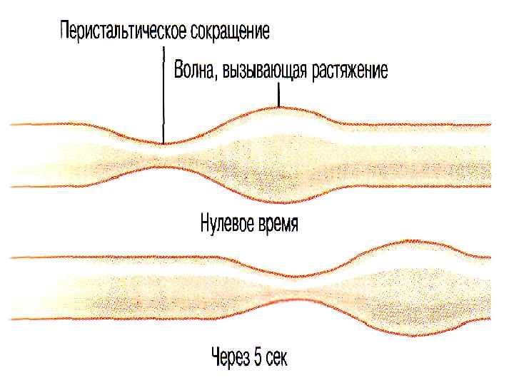 Схема перистальтического рефлекса