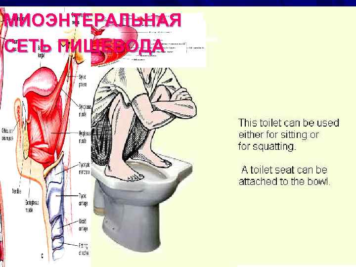 МИОЭНТЕРАЛЬНАЯ СЕТЬ ПИЩЕВОДА 