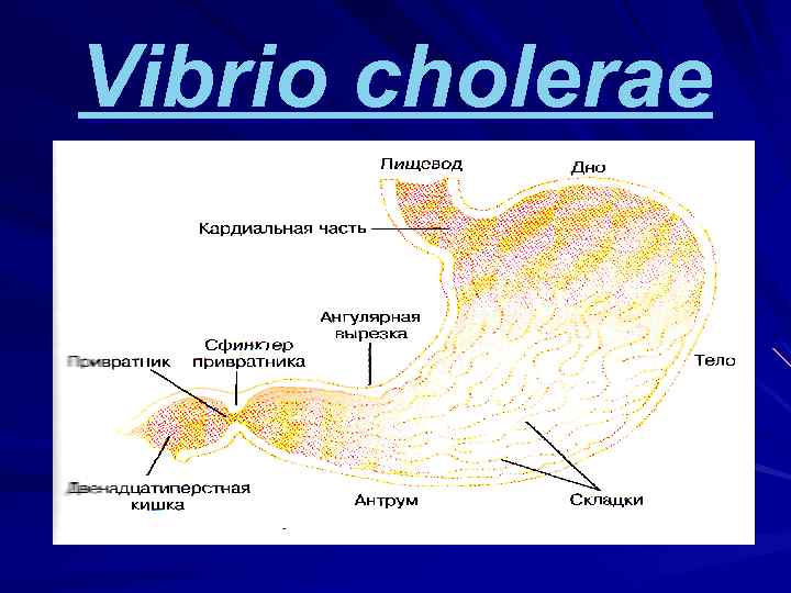 Vibrio cholerae 