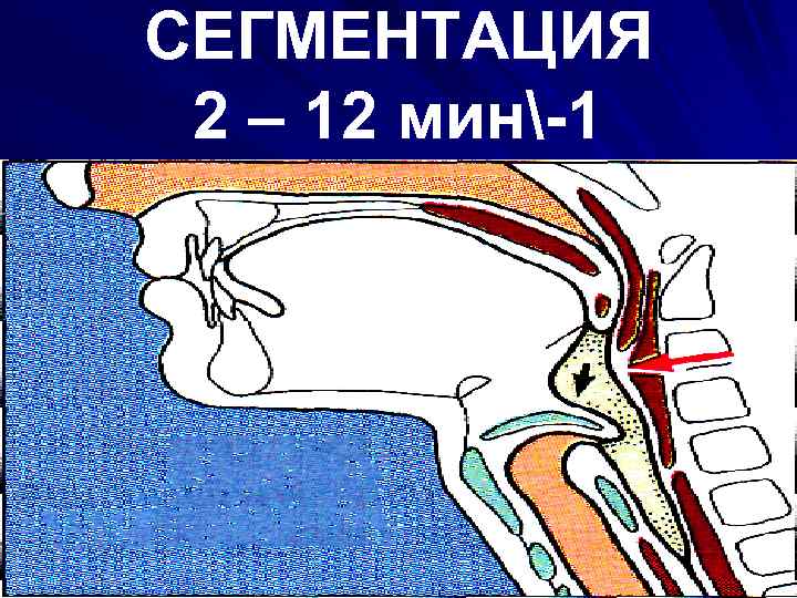 СЕГМЕНТАЦИЯ 2 – 12 мин-1 