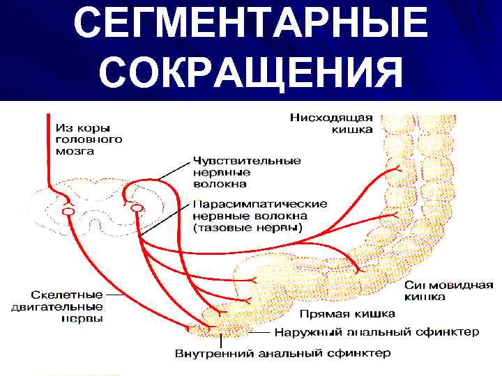 СЕГМЕНТАРНЫЕ СОКРАЩЕНИЯ 