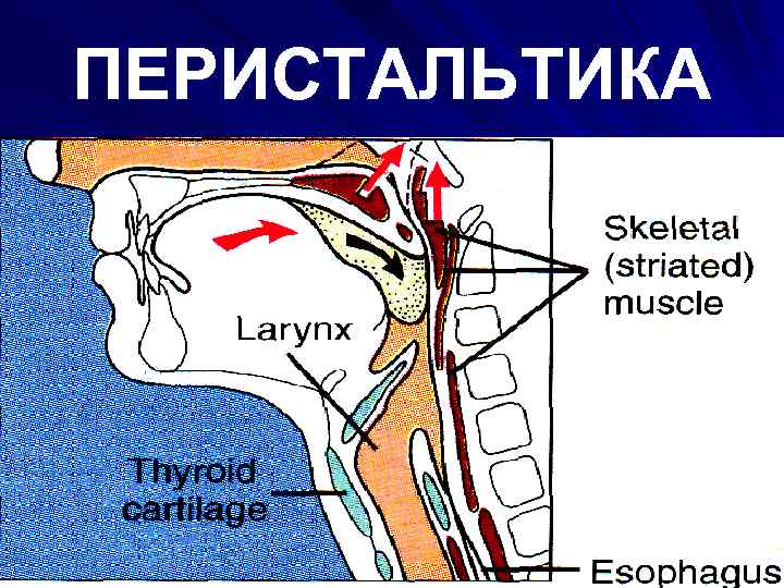 ПЕРИСТАЛЬТИКА 