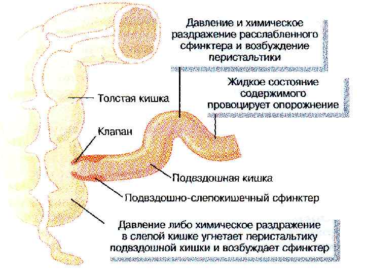 Снижение тонуса сфинктера. Сфинктеры пищеварительной системы человека.