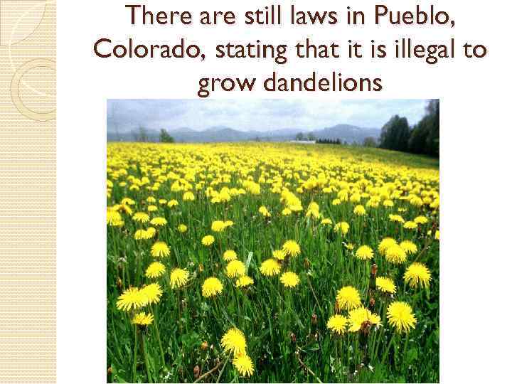 There are still laws in Pueblo, Colorado, stating that it is illegal to grow